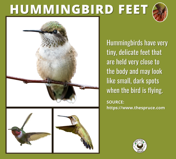 hummingbird-feet-hummingbird-anatomy