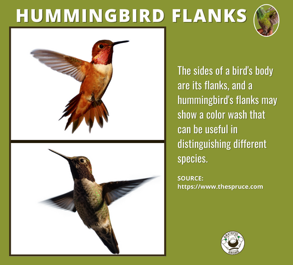 hummingbird-flanks-hummingbird-anatomy