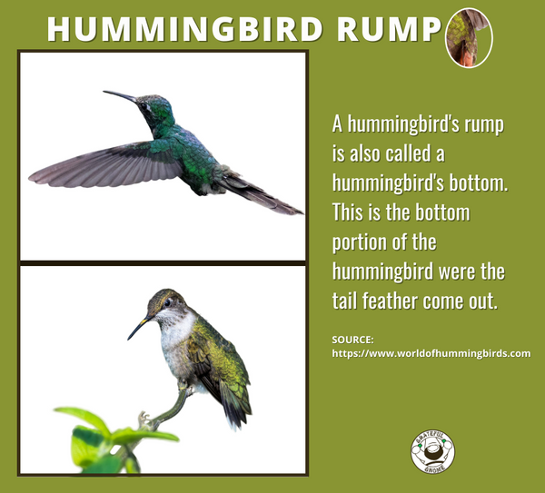 hummingbird-rump-hummingbird-anatomy