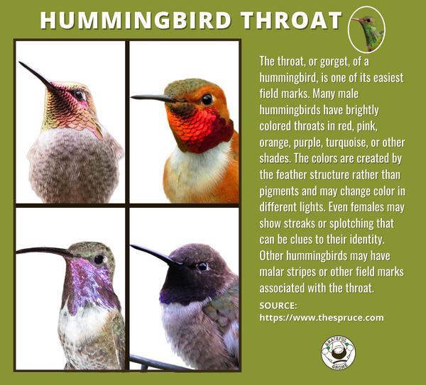 hummingbird-throat