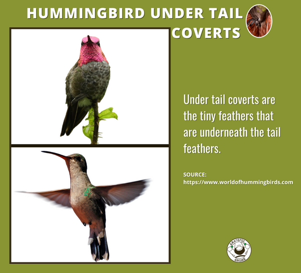 hummingbird-under-tail-coverts-hummingbird-anatomy