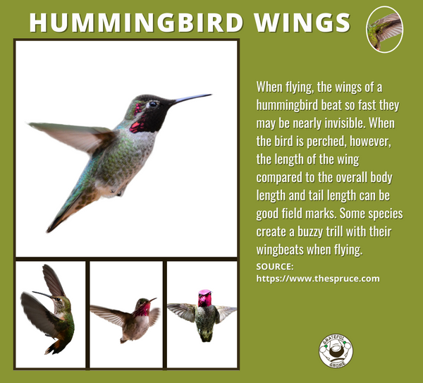 hummingbird-wings-hummingbird-anatomy