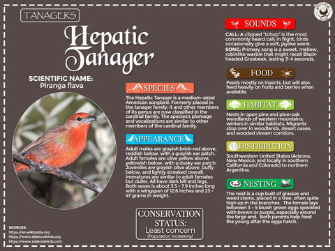 Hepatic Tanager Infographic