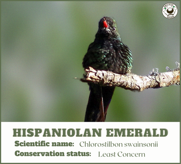 Hispaniolan Emerald