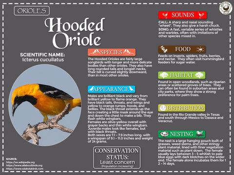 Hooded Oriole Infographic