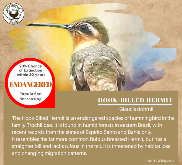 Hook-billed Hermit 