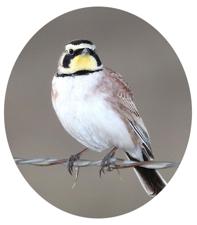 Horned Lark