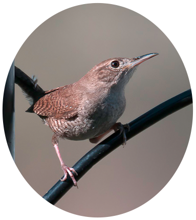 House Wren