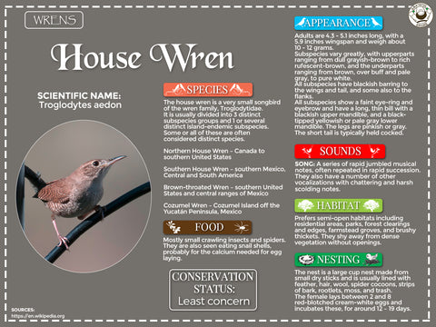 House Wren Infographic