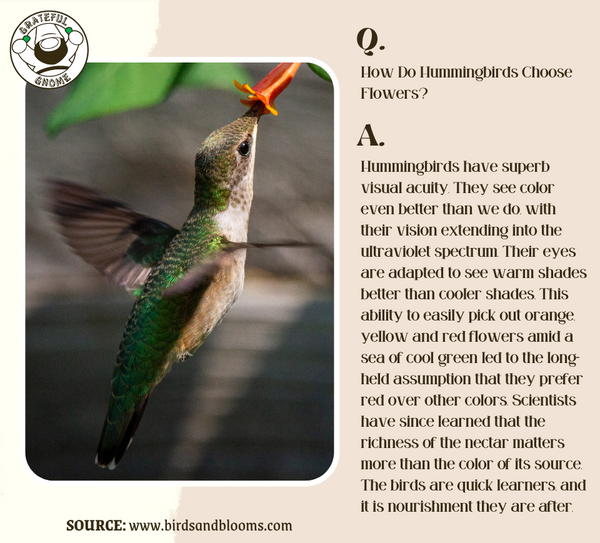 Hummingbird Q and A
