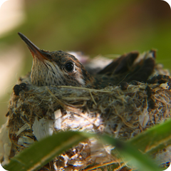 The Hummingbird Female As A Single Parent 