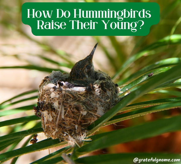 How Do Hummingbirds Raise Their Young