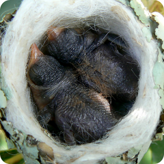 Hummingbird Babies Growing