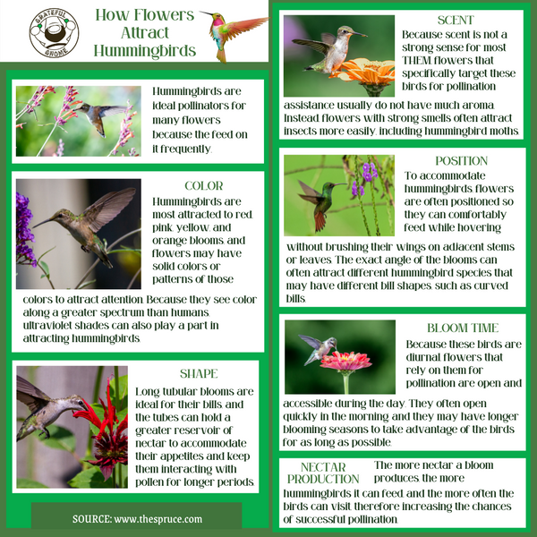 How Flowers Attract Hummingbirds