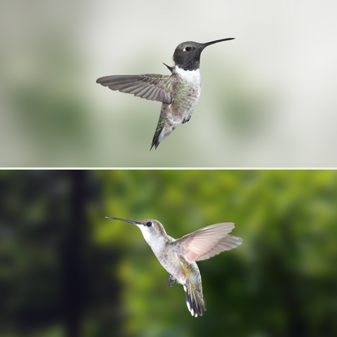 How do I differentiate between male and female hummingbirds?