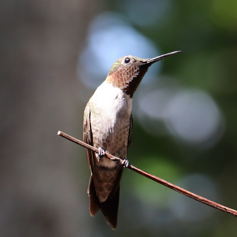 How do hummingbirds communicate
