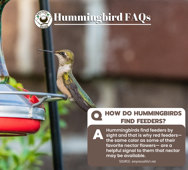 Hummingbird FAQs