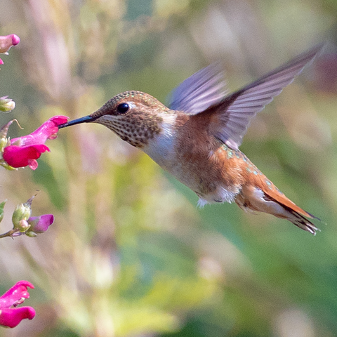 How do hummingbirds find nectar