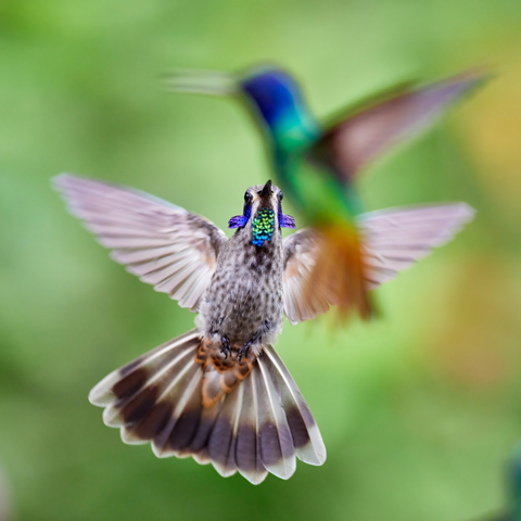 How do hummingbirds mate