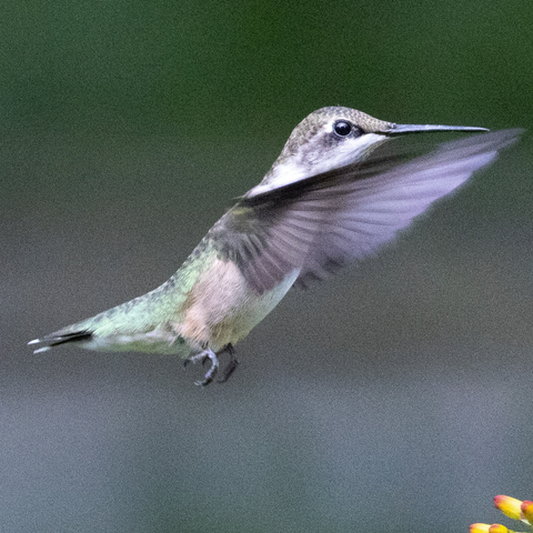 How fast can a hummingbird fly