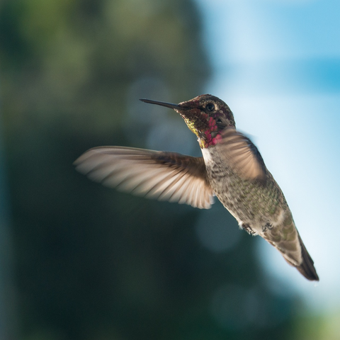 How fast can hummingbirds fly