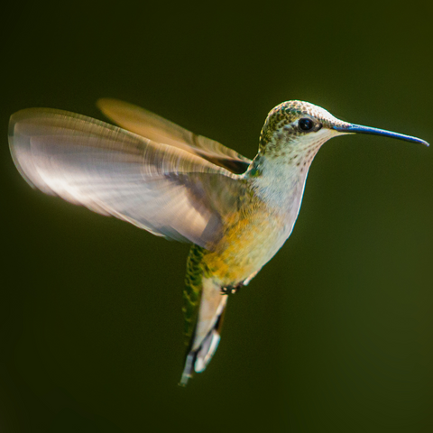 How fast do hummingbirds fly