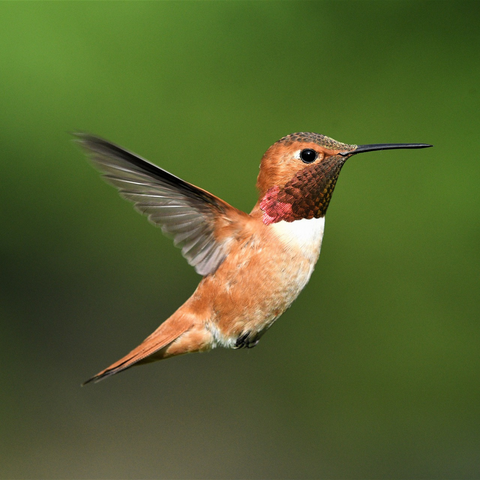 How fast do hummingbirds fly