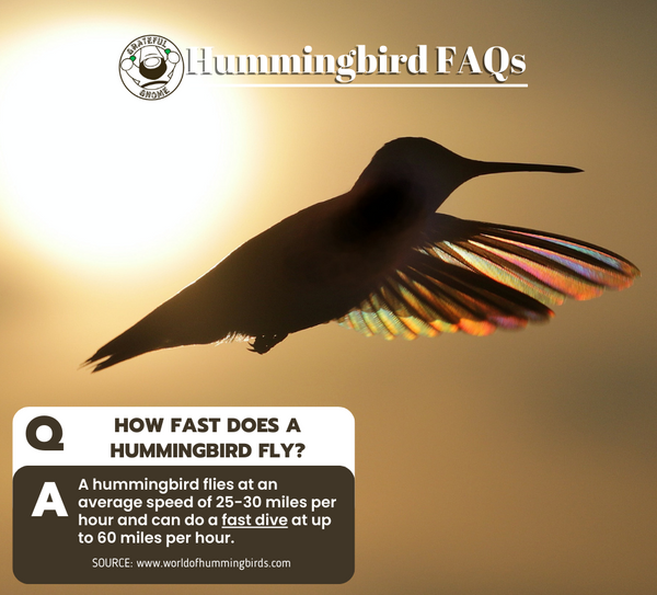 Hummingbird FAQs