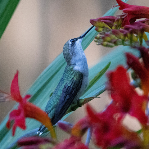 How long do hummingbirds live