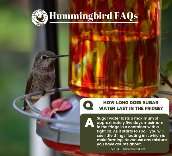 Hummingbird FAQs