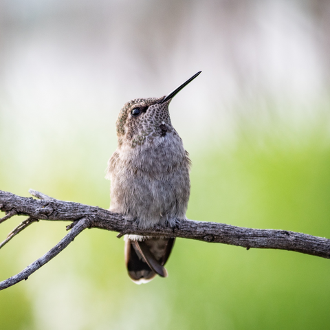 How many species of hummingbirds are there worldwide