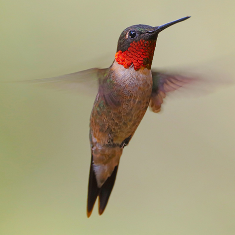 How many times a minute can a hummingbird flap its wings