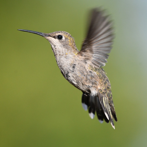How many times per second do hummingbirds flap their wings