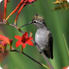 How much food does a hummingbird eat in a day