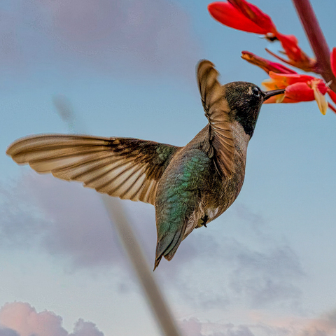 How much nectar can a hummingbird consume in a day