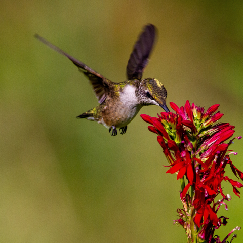 How much nectar can a hummingbird consume in a day