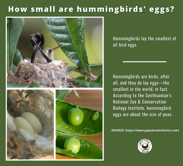 how-small-are-hummingbirds-eggs
