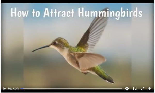 How to Attract Hummingbirds