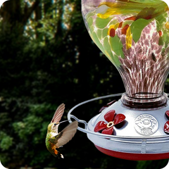 How to Attract Hummingbirds to Your Backyard