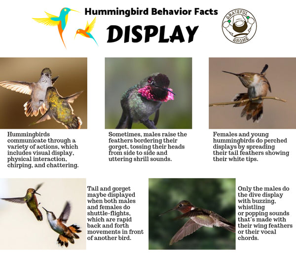 Hummingbird Behavior 