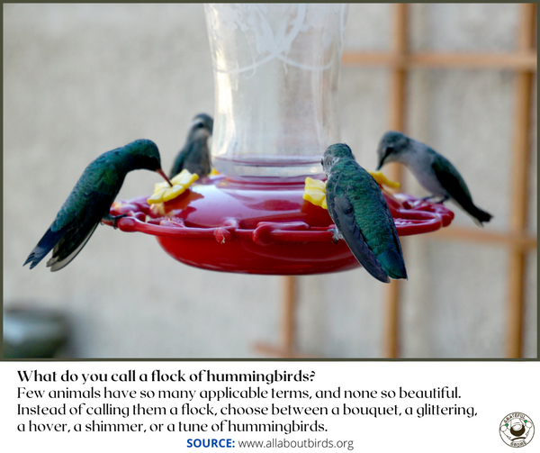 Hummingbird Cool Facts