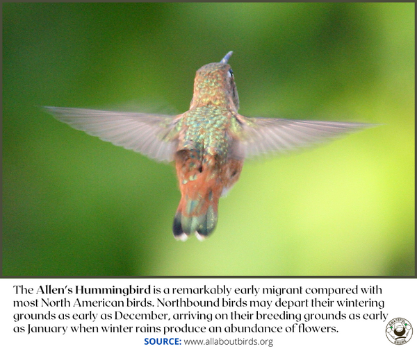 Hummingbird Cool Facts 