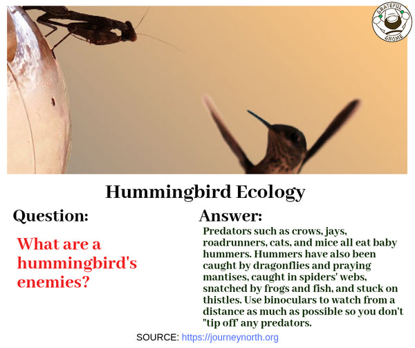 Hummingbird Ecology 