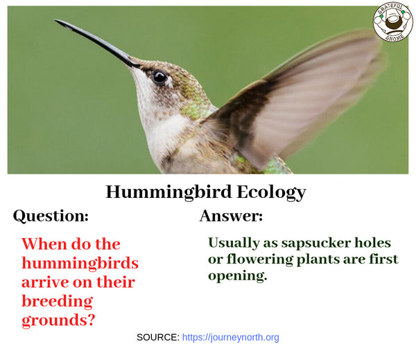 Hummingbird Ecology Q&A