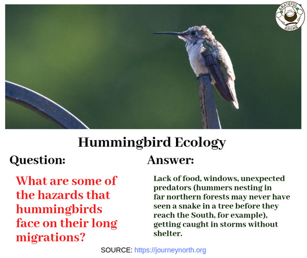 Hummingbird Ecology Q&A