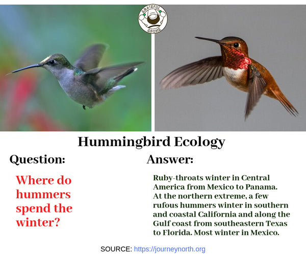 Hummingbird Ecology