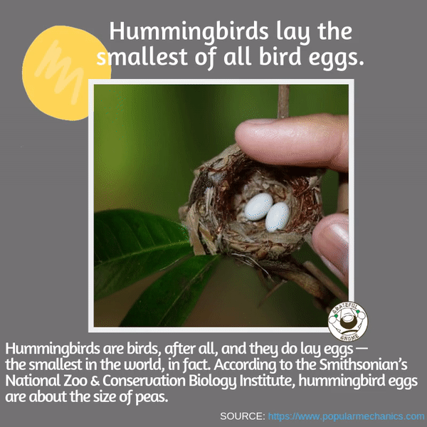 incredible hummingbird fact