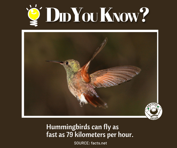 Hummingbird Fact