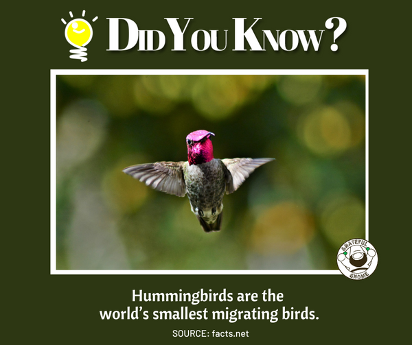 Hummingbird Fact 