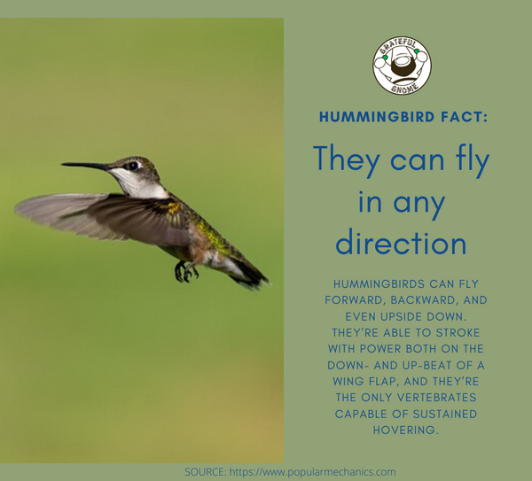 Hummingbird Fact 